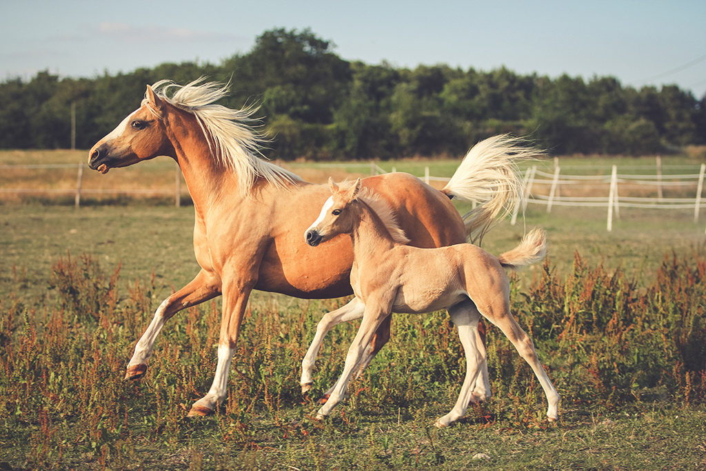 photographe animalier en Indre-et-Loire 37 et dans toute la France, chevaux en liberté