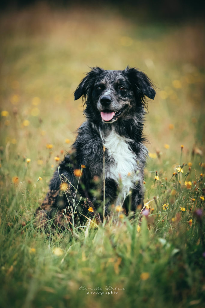 photographe chien à tours dans champs