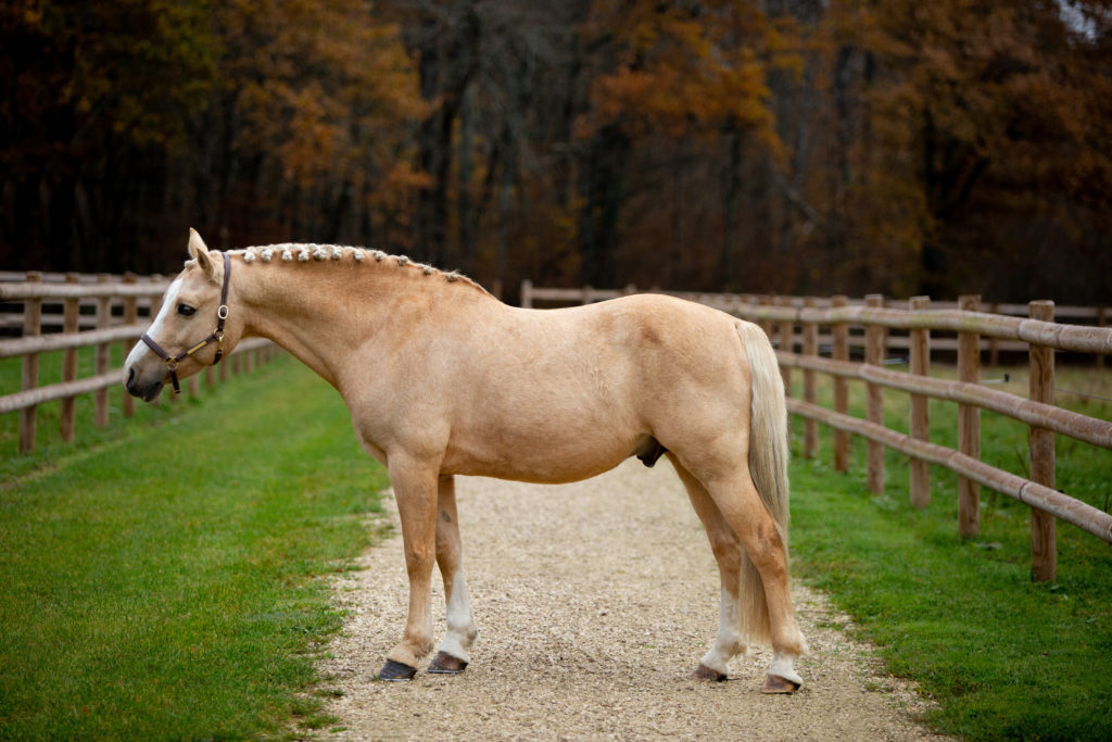 camille dubois photographie élevage chevaux indre-et-loire tours