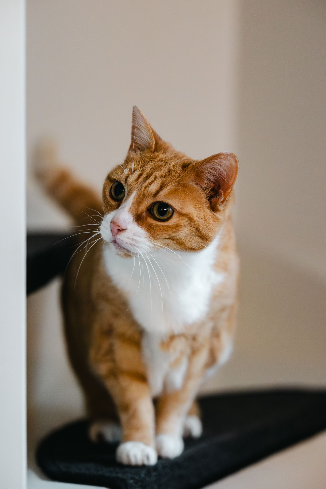 Photo animalier Tours