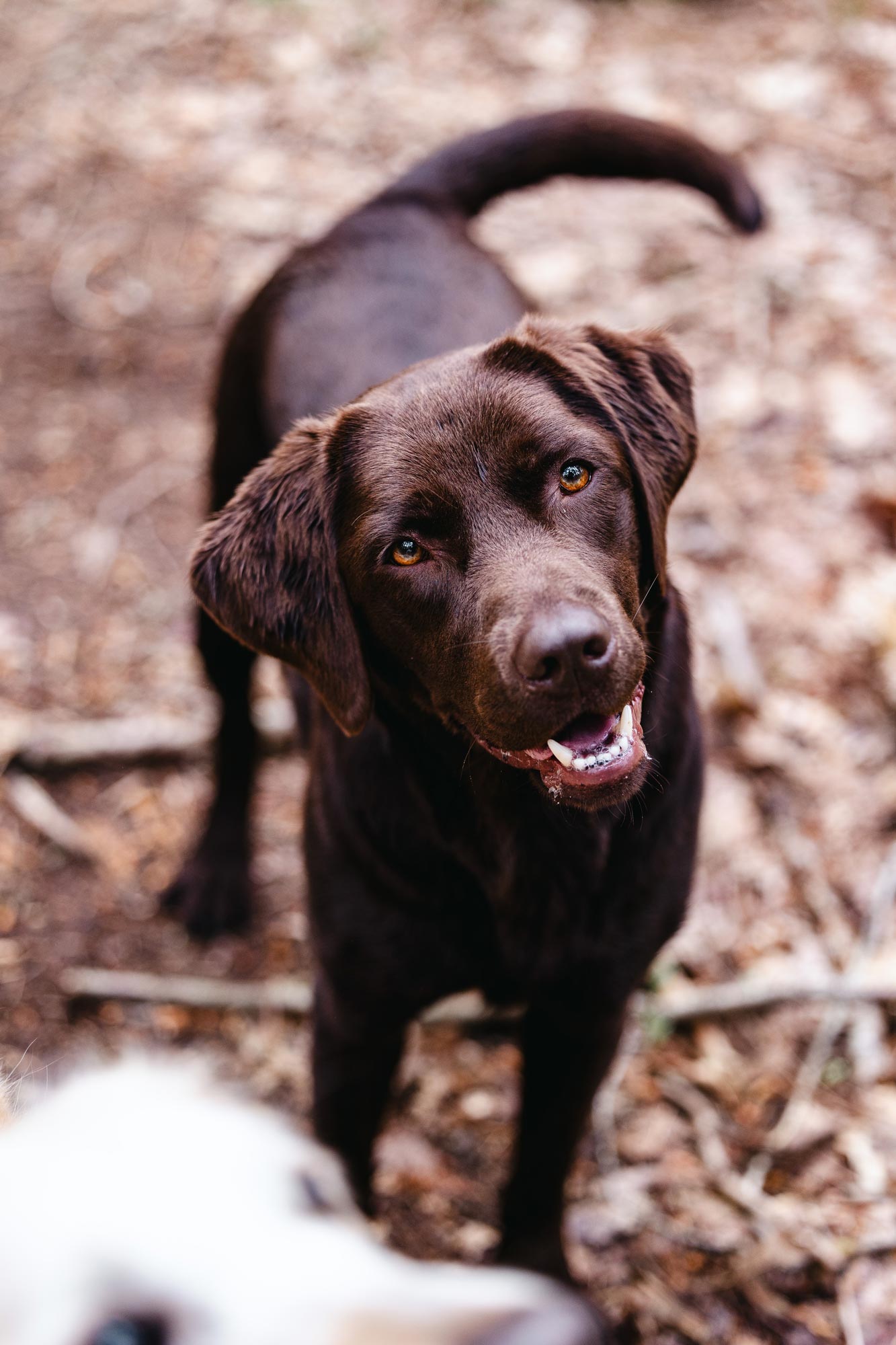 Photo animalier Tours
