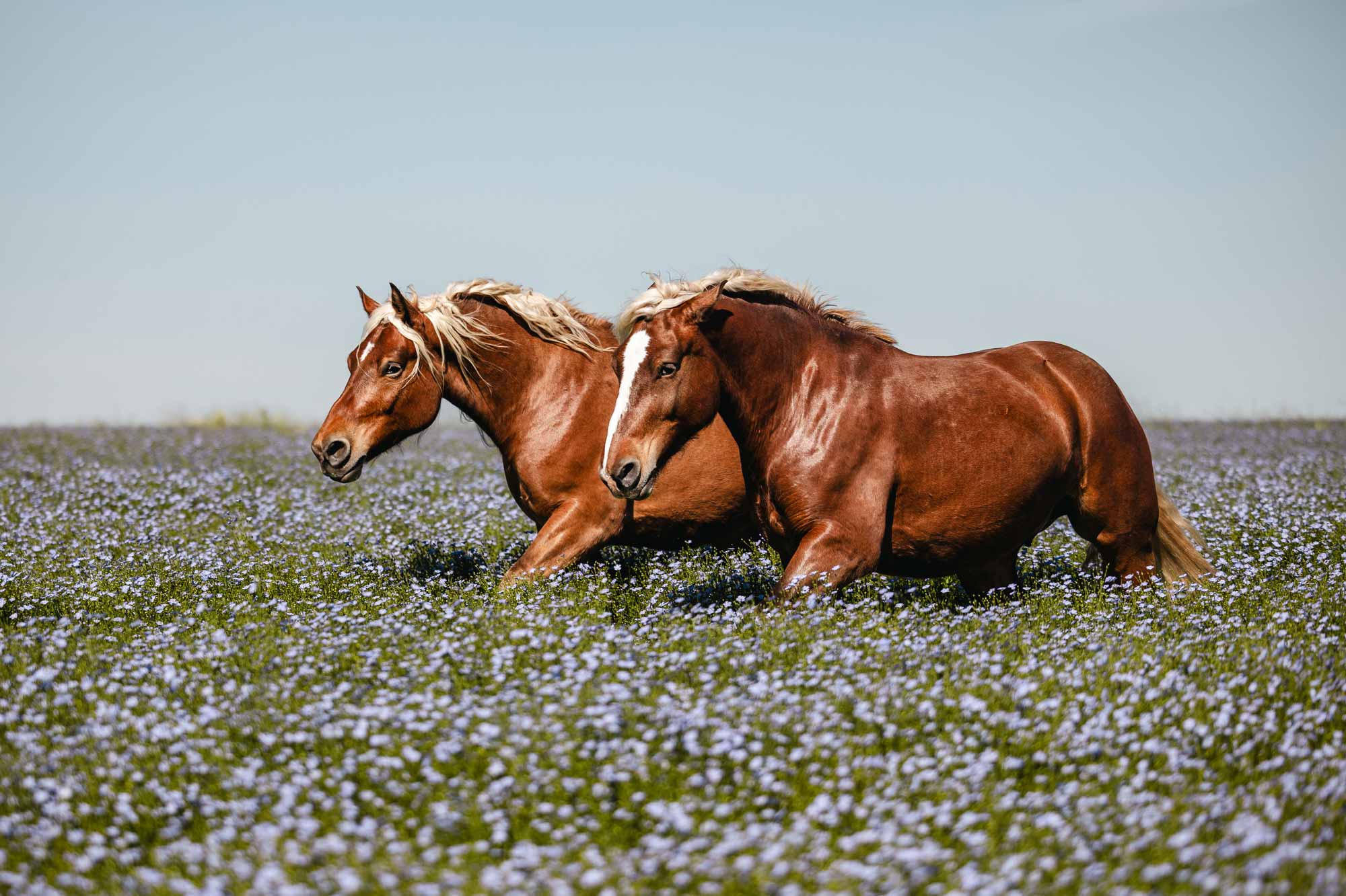 Photo équestre et animalière Tours