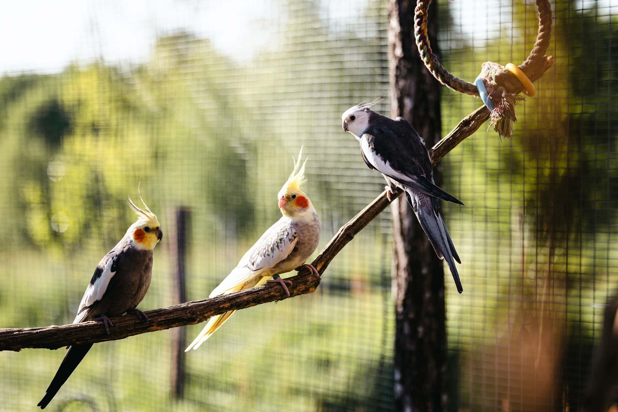 Photo animalier Tours