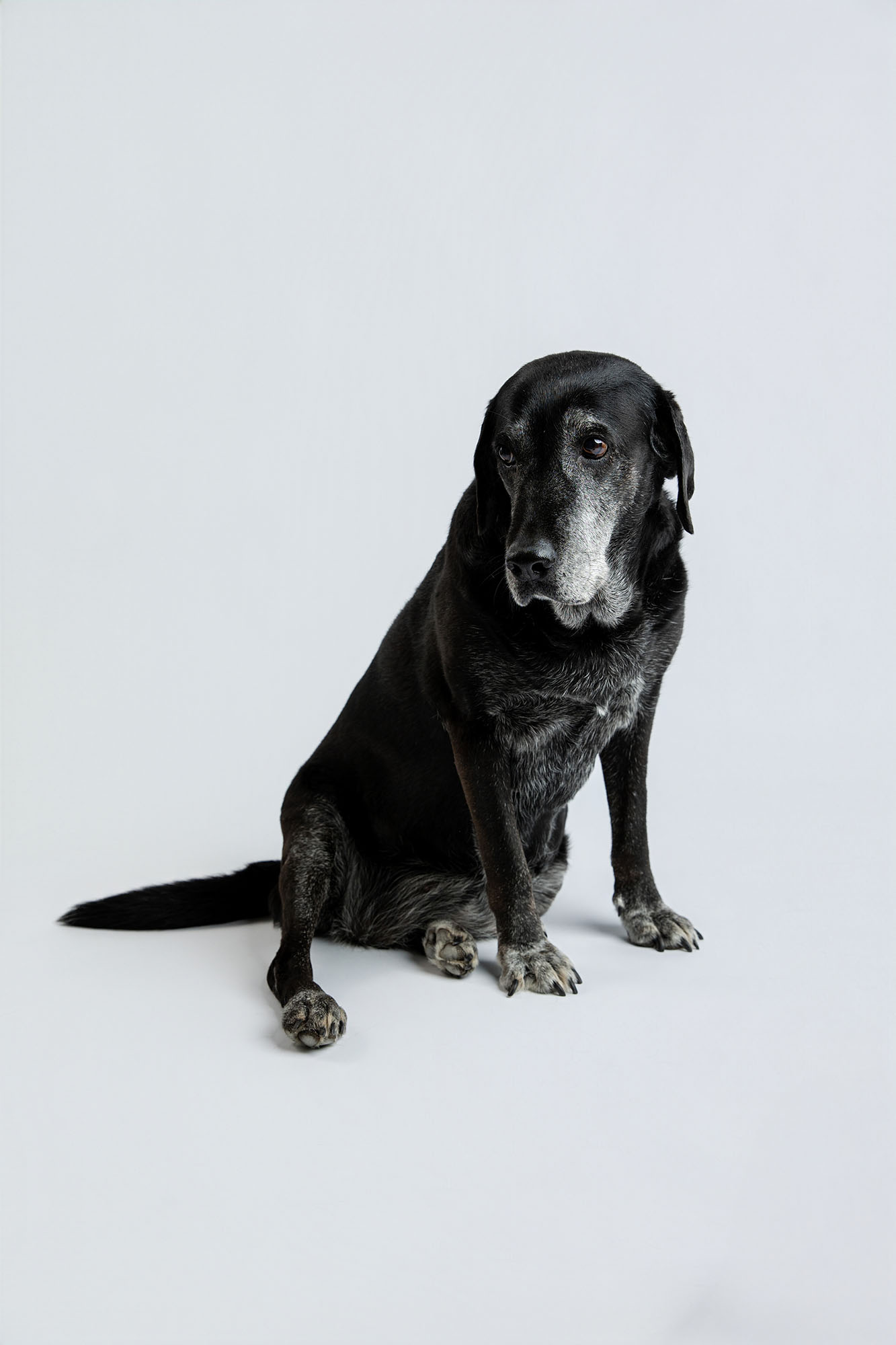photo d'un labrador dans le studio photo de Camille Dubois à Villandry en Indre-et-Loire 37
